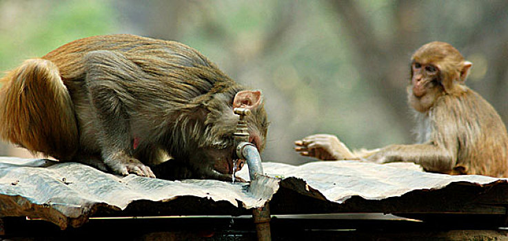 猴子,饮料,水,水龙头,过分,热,阿萨姆邦,动物园,印度,2009年