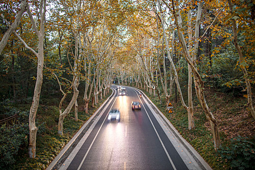 中山陵梧桐路