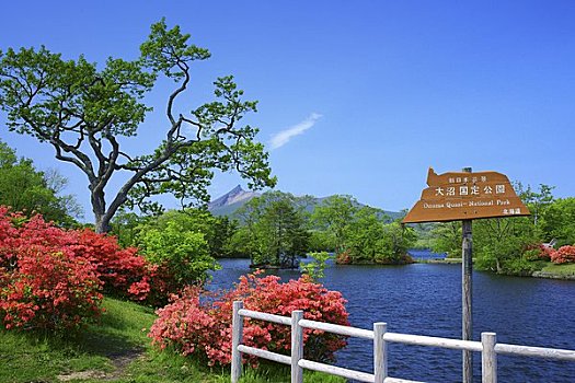 花,杜鹃花,公园,山