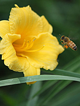 蜜蜂恋花