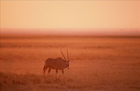长角羚羊,黄昏,国家公园,纳米比亚,羚羊