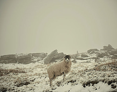 绵羊,雪中,约克郡,英格兰