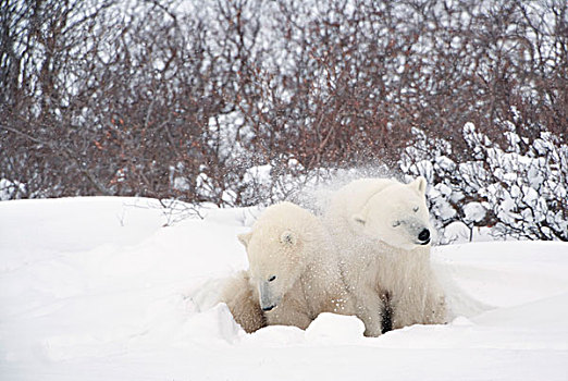 两个,北极熊,搂抱,一起,一个,雪,毛皮,丘吉尔市,曼尼托巴,加拿大