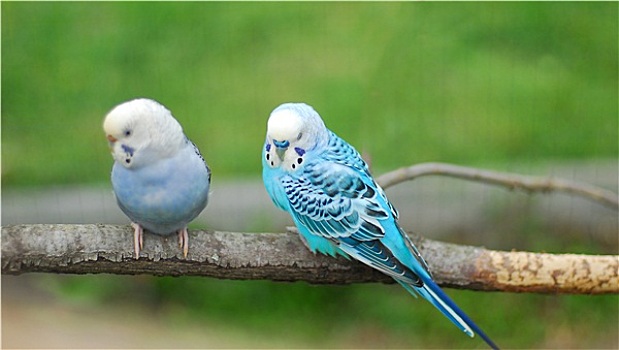 蓝色,鹦鹉,宠物,鸟