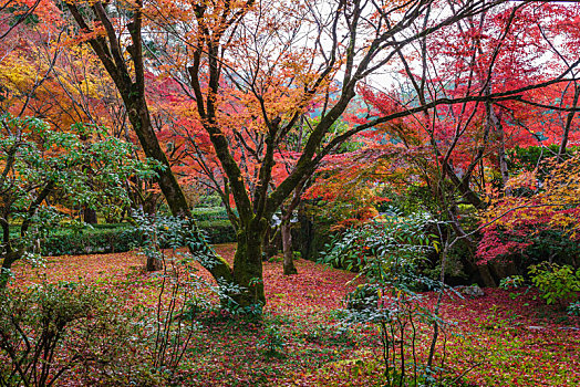 日本,京都,园林,景色,秋季,枫树,枫叶林