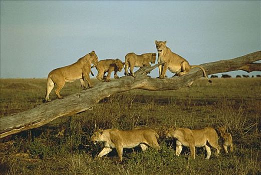 非洲狮,狮子,雌性,秋天,树,塞伦盖蒂国家公园,坦桑尼亚