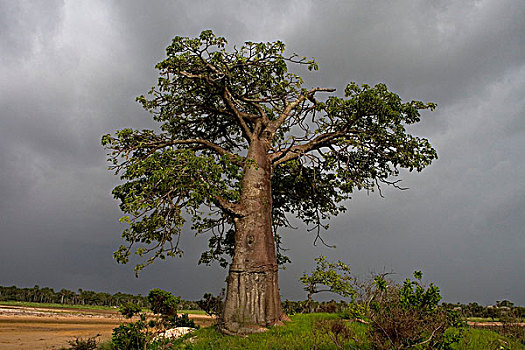 猴面包树,嗜好,雷雨天气,塞内加尔,非洲