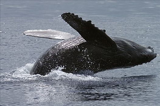 驼背鲸,大翅鲸属,鲸鱼,国家,海洋,毛伊岛,夏威夷,提示,照相