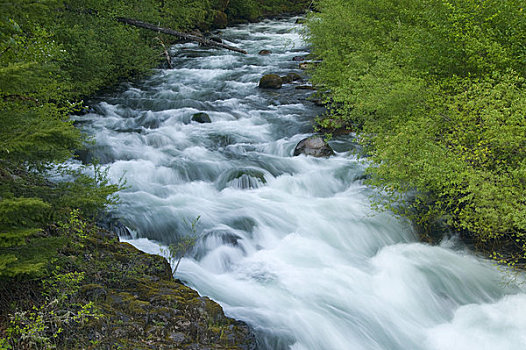 河,流动,树林,叫,野外,景色,胡德山,国家公园,俄勒冈,美国