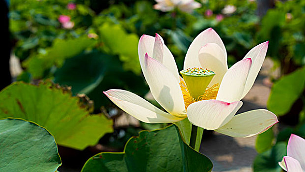 北京莲花池公园荷花