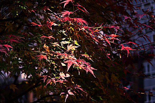 紅葉,紅楓,楓葉,黃葉