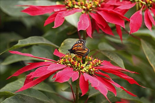 花,一品红,黑脉金斑蝶,帝王蝴蝶,加纳利群岛,西班牙,欧洲
