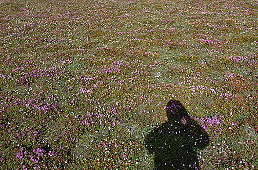 高原草地上的花