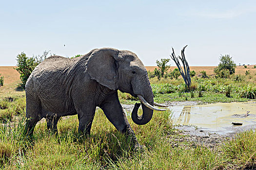 非洲,灌木,大象,非洲象,水坑,马赛马拉国家保护区,肯尼亚