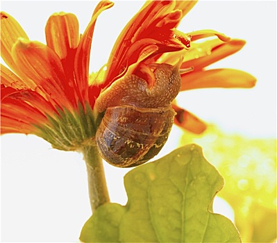 蜗牛,花