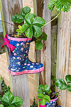 草莓植物,胶皮靴
