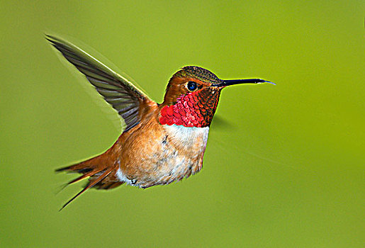 雄性,蜂鸟,棕煌蜂鸟,飞行,维多利亚,温哥华岛,不列颠哥伦比亚省,加拿大