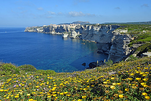 黄色,雏菊,峭壁,岩石海岸,靠近,博尼法乔,科西嘉岛,法国,欧洲