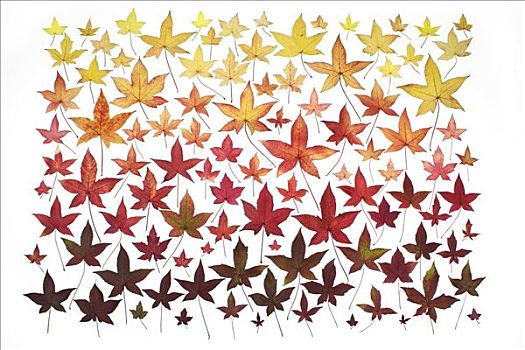 收集,不同,秋天,色彩,叶子,一个,树