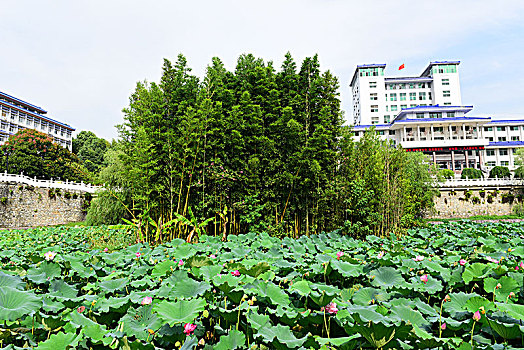 荷花池塘