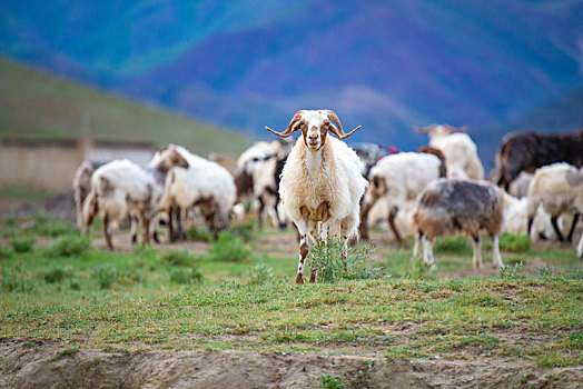 养殖的羊