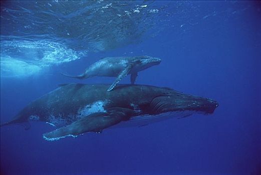 驼背鲸,大翅鲸属,鲸鱼,汤加