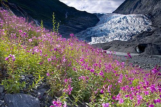 野花,冰河,楚加奇山,背景,夏天,阿拉斯加