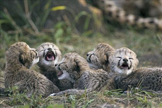 印度豹,猎豹,五个,白天,老,幼兽,母兽,卷曲,向上,一起,鸟窝,背景,马赛马拉,自然保护区,肯尼亚
