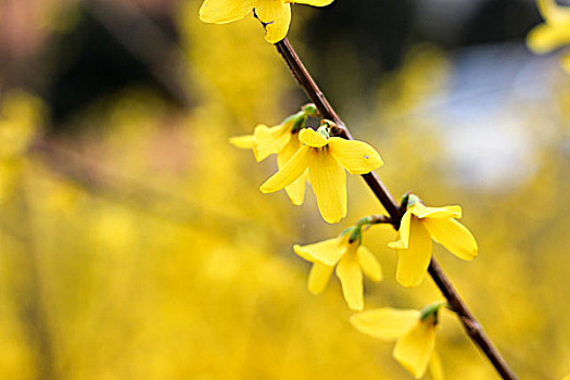 金黄色的连翘花