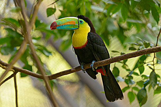 巨嘴鸟,栖息,树枝,俘获,阿拉胡埃拉,省,哥斯达黎加,北美