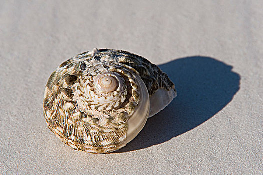 缠头巾,蜗牛,空,壳,海滩,自然,自然保护区,西澳大利亚州,澳大利亚
