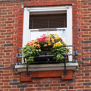 窗户,装饰,花,绿色植物,特色,风景,伦敦,街道,英国