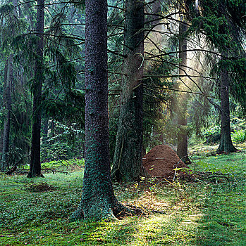 树林,芬兰