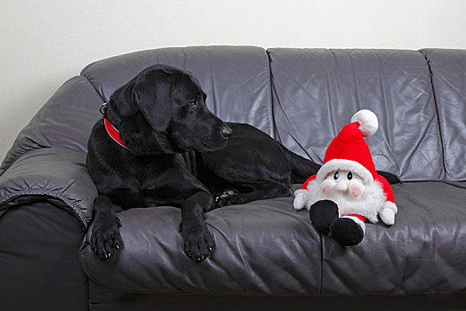 黑色拉布拉多犬,狗,雄性,看,圣诞老人,木偶,躺着,皮沙发,靠近,德国,欧洲
