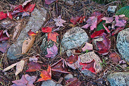秋叶,靠近,泡泡,水塘,阿卡迪亚国家公园,缅因,美国