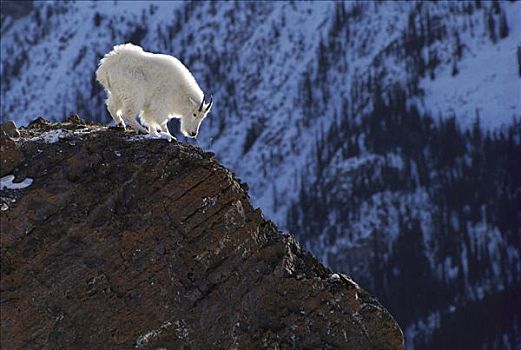 石山羊,雪羊,站立,岩石,悬崖,落基山脉,北美