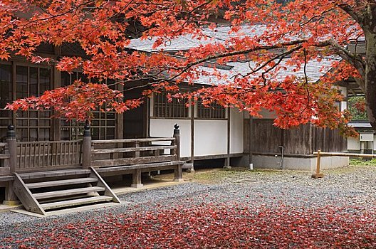 鸡爪枫,高野山,日本