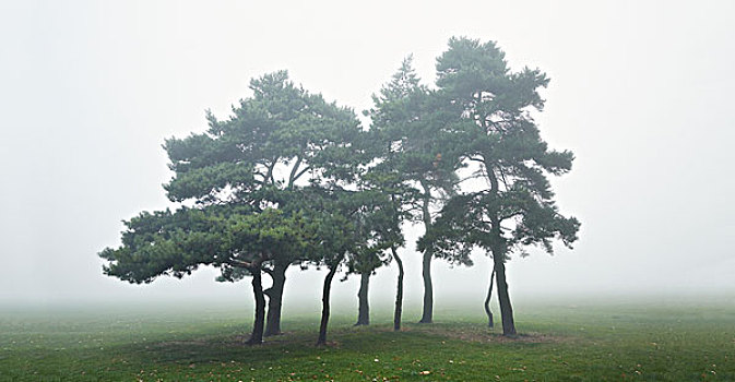 站立,松树,雾气