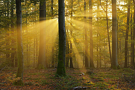 阳光,山毛榉树,晨雾,施佩萨特,巴伐利亚,德国