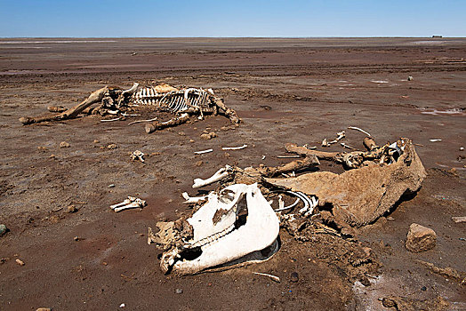 死,骆驼,尸体,荒芜,湖,达纳吉尔沙漠,埃塞俄比亚,非洲