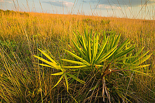 湿,干燥,草原,保存,州立公园,佛罗里达