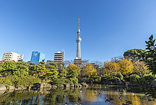 隅田川,公园,东京,天空,树