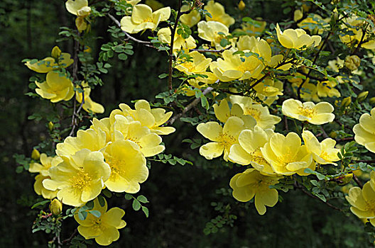 黄色花朵黄刺玫