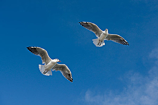 红嘴鸥,海鸥,飞行,梅克伦堡前波莫瑞州,德国,欧洲