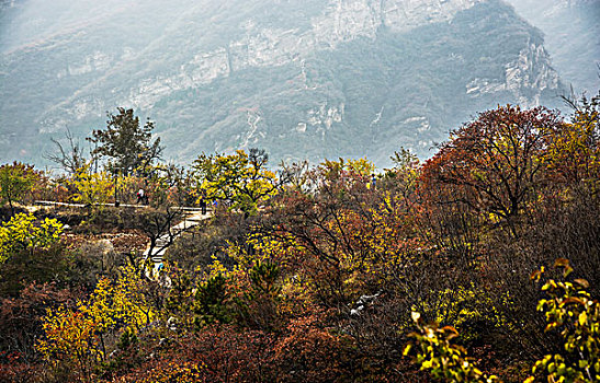 北京深秋红叶-坡峰岭