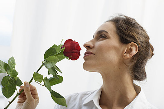 女士,喜爱,气味,玫瑰