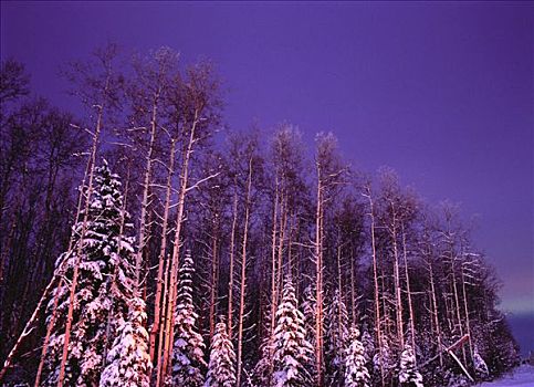 初雪,树,靠近,艾伯塔省,加拿大