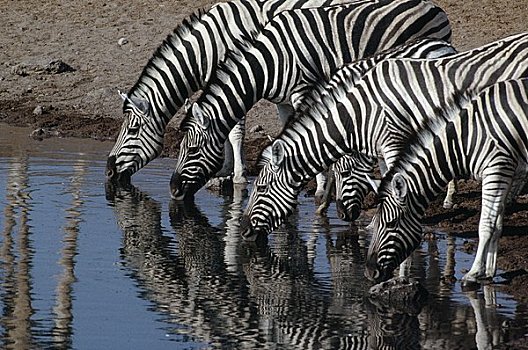 斑马,饮用水,水坑,埃托沙国家公园,纳米比亚