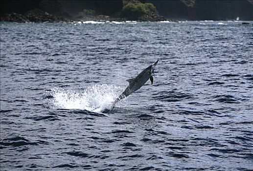飞旋海豚,长吻原海豚,著名,艺术,跳跃,夏威夷,美国