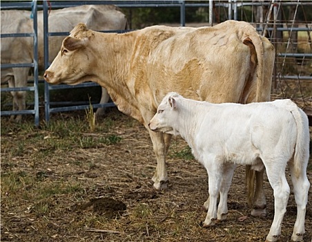 牛犊,幼兽,澳大利亚,菜牛